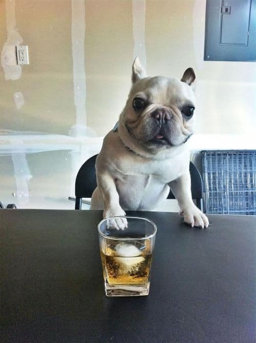 dog handing you a beer